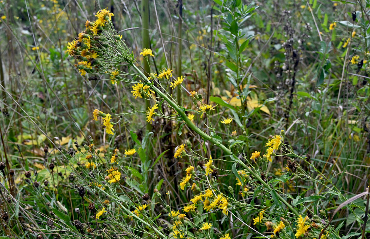 Изображение особи Hieracium umbellatum.