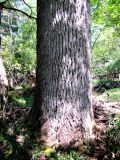 Fraxinus mandshurica. Нижняя часть ствола. Приморский край, Уссурийский запов., р. Правая Комаровка, долинный лес. 07.09.2026.