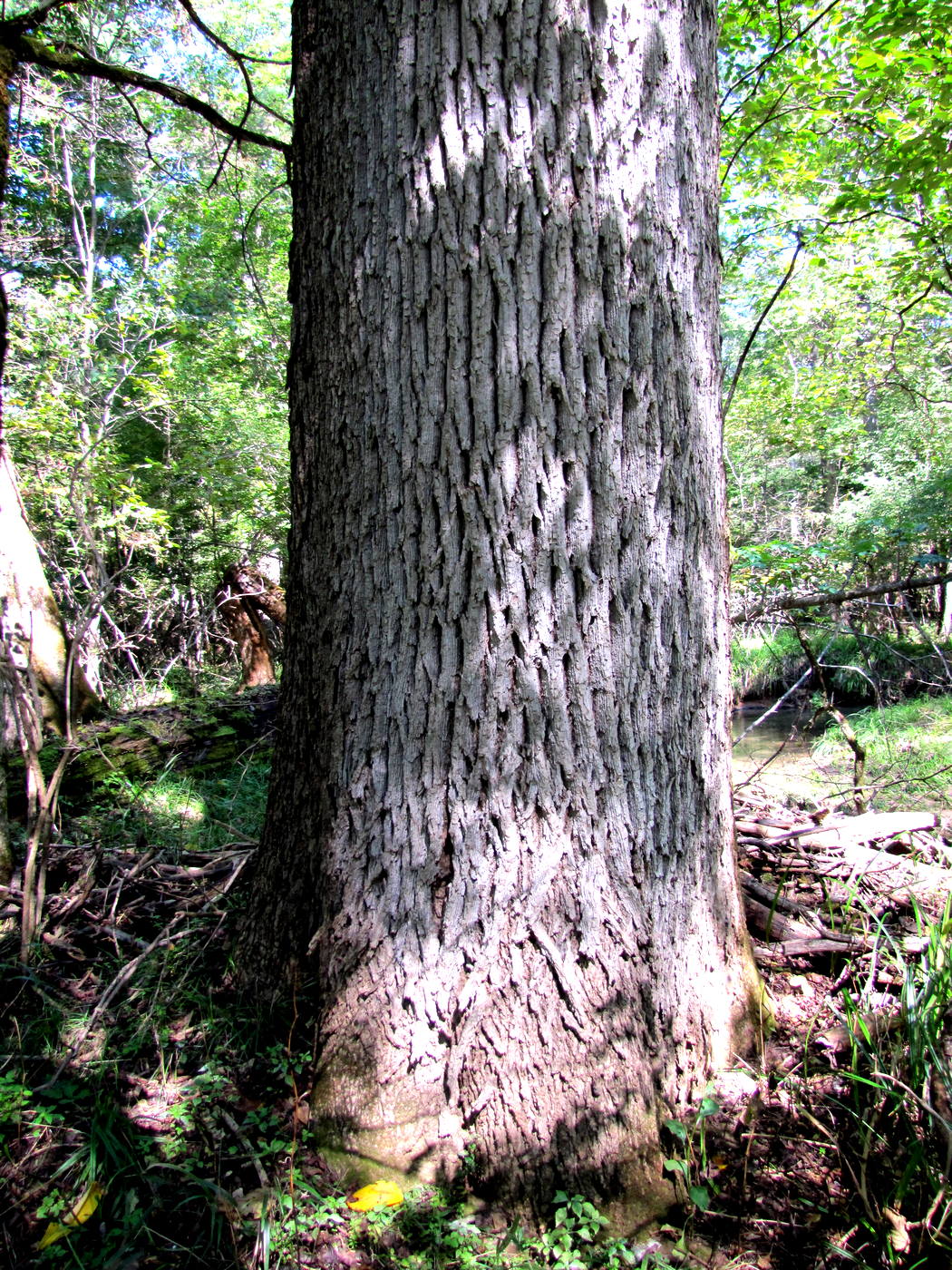 Изображение особи Fraxinus mandshurica.