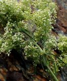 genus Galium. Часть цветущего побега. Хабаровский край, Комсомольский р-н, с. Верхняя Эконь, берег р. Амур, на сопке. 07.07.2026.