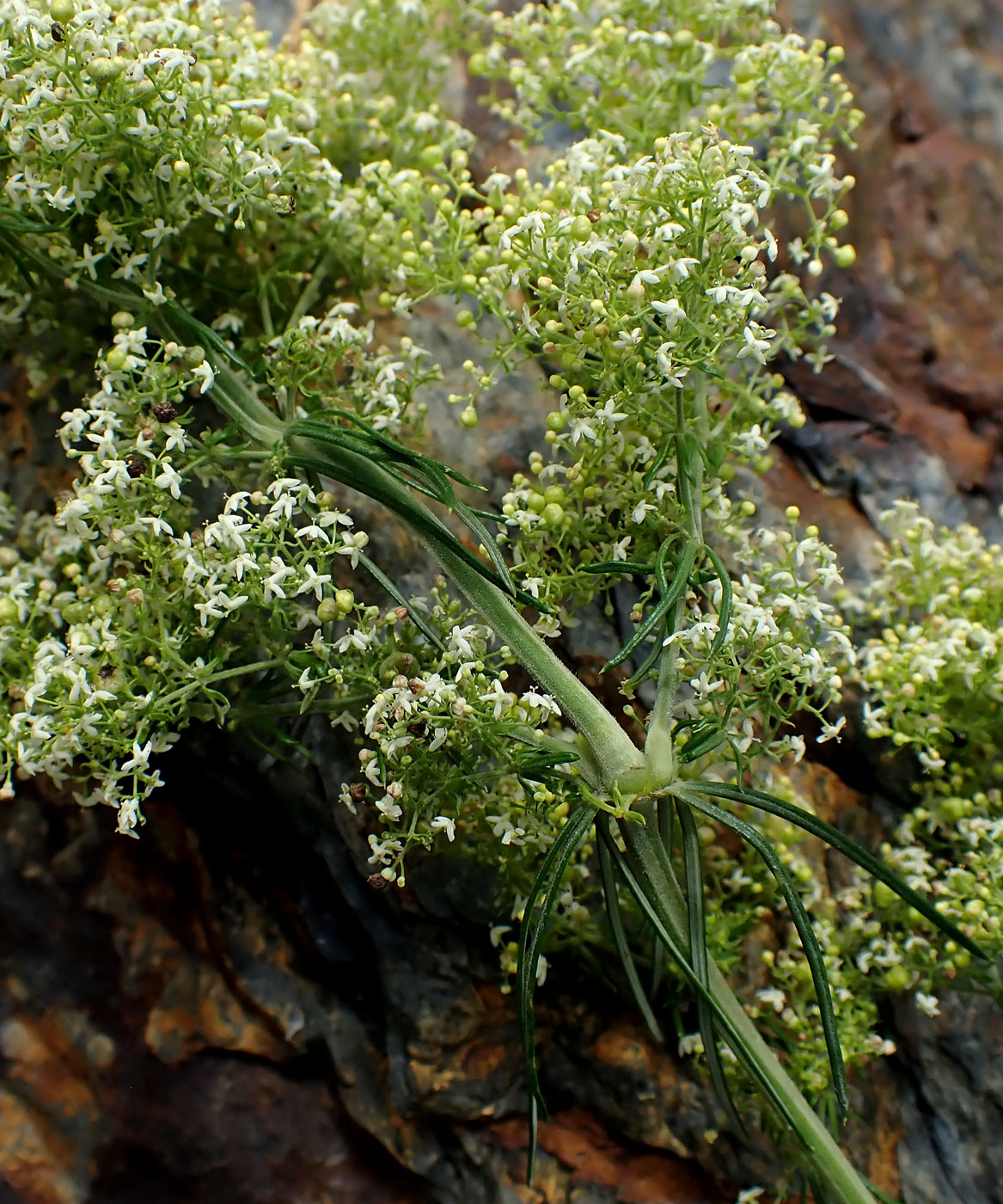 Image of genus Galium specimen.