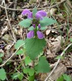 Lamium maculatum