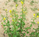 genus Oenothera. Верхняя часть цветущего растения. Чувашия, г. Мариинский Посад, Куйбышевское водохранилище, сухое песчаное прибрежье. 22.09.2010.