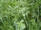 Cirsium rivulare