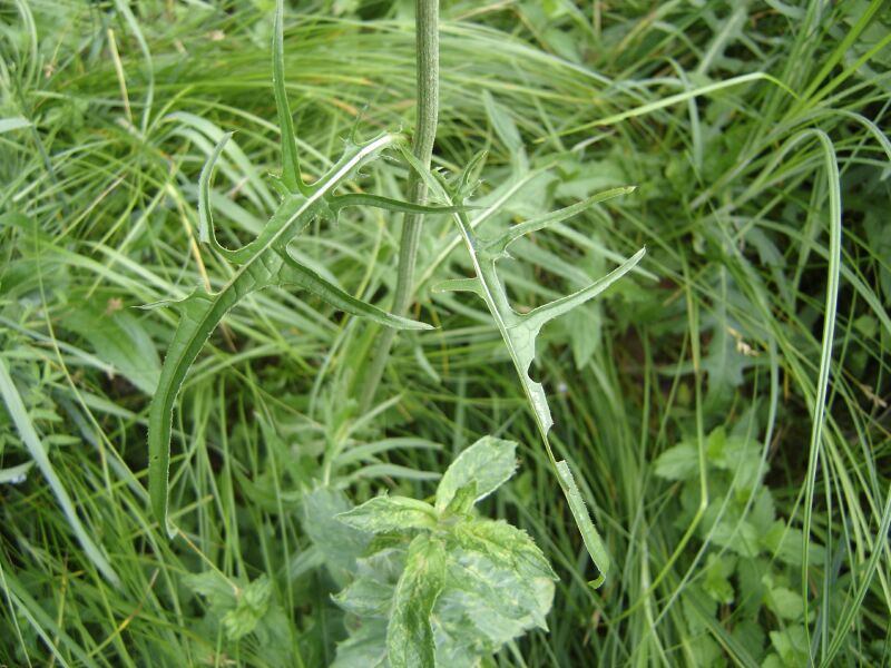 Image of Cirsium rivulare specimen.