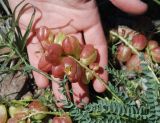 Astragalus suprapilosus