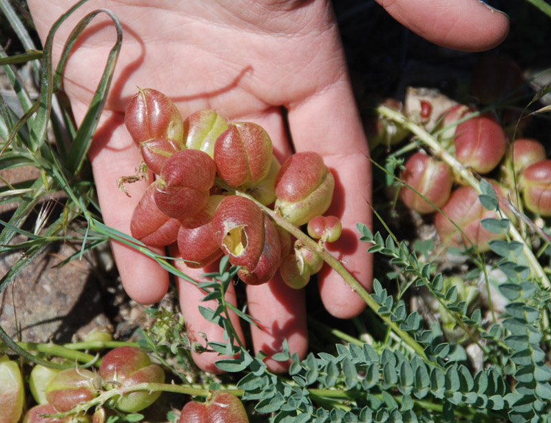 Image of Astragalus suprapilosus specimen.