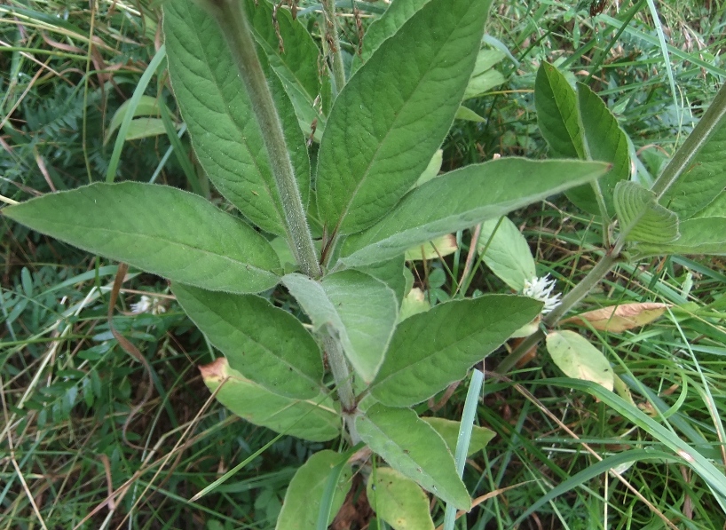 Image of Lysimachia verticillaris specimen.