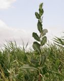 Lactuca serriola