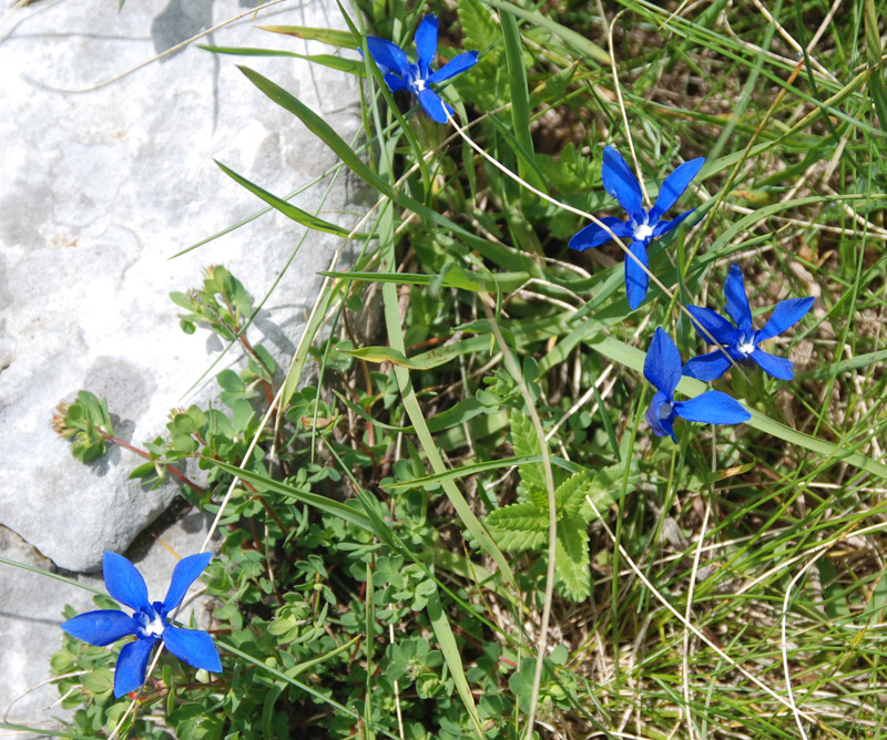 Изображение особи Gentiana verna.