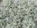 Artemisia hololeuca