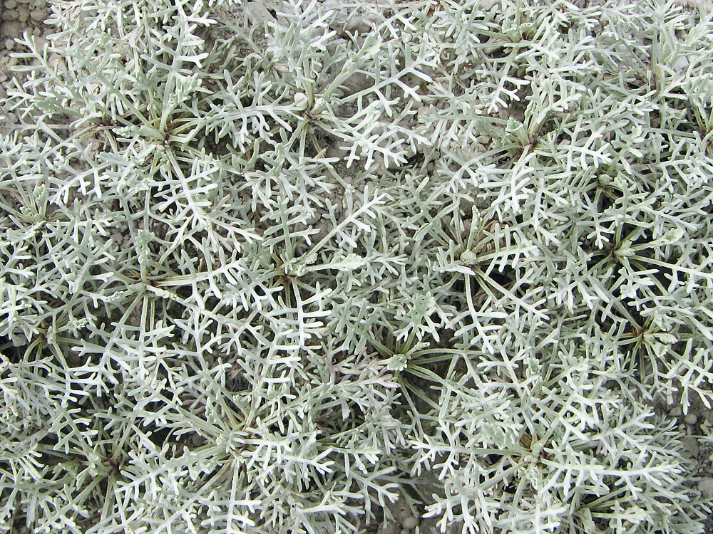 Image of Artemisia hololeuca specimen.