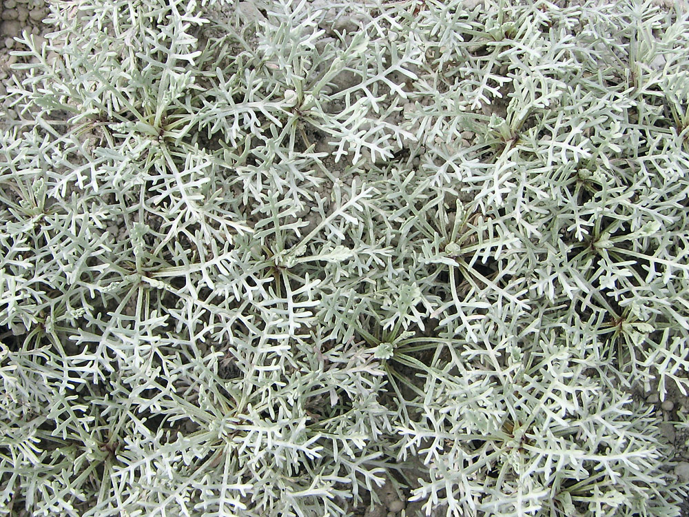 Изображение особи Artemisia hololeuca.