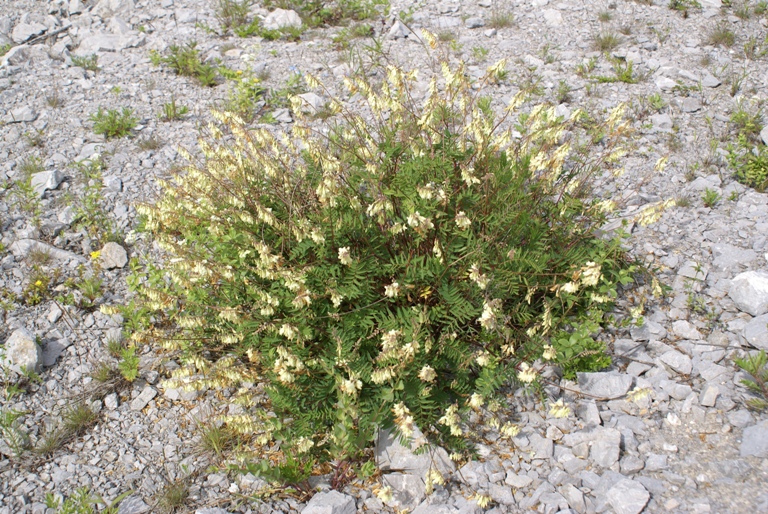 Image of Hedysarum ussuriense specimen.