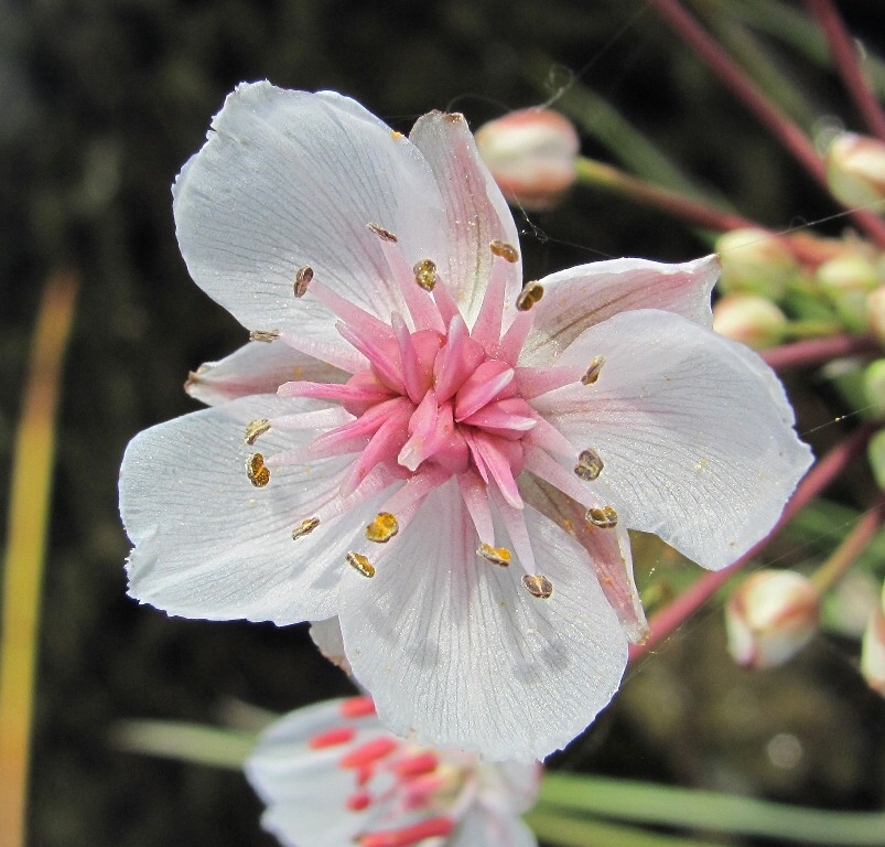 Изображение особи Butomus umbellatus.