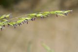 Festuca polesica. Соцветие. Республика Татарстан, Волжско-Камский заповедник. 19.06.2011.