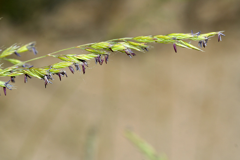 Изображение особи Festuca polesica.