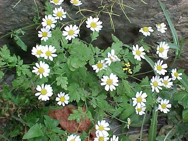 Изображение особи Pyrethrum parthenifolium.