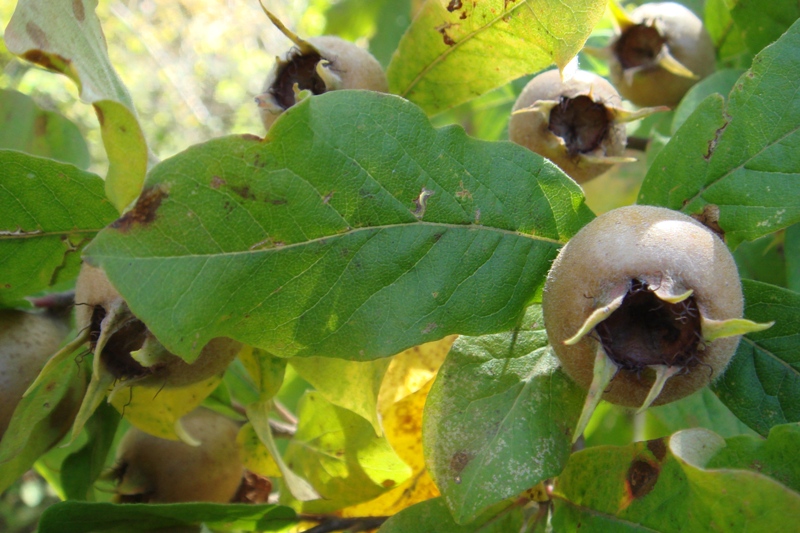 Image of Mespilus germanica specimen.