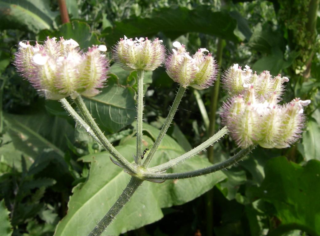 Image of Turgenia latifolia specimen.
