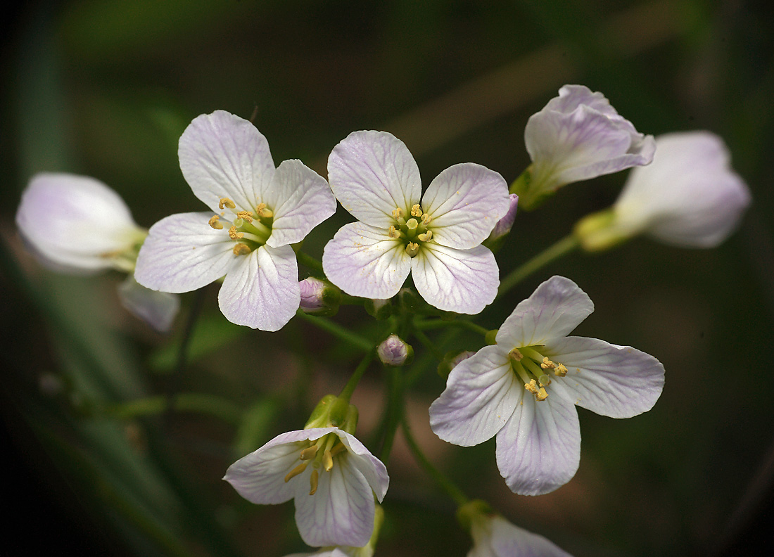 Изображение особи Cardamine dentata.