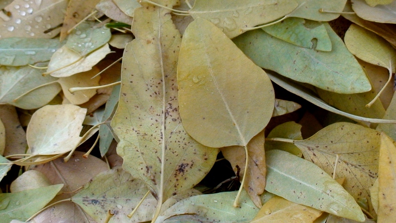 Image of Populus euphratica specimen.