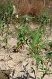 Persicaria × hervieri