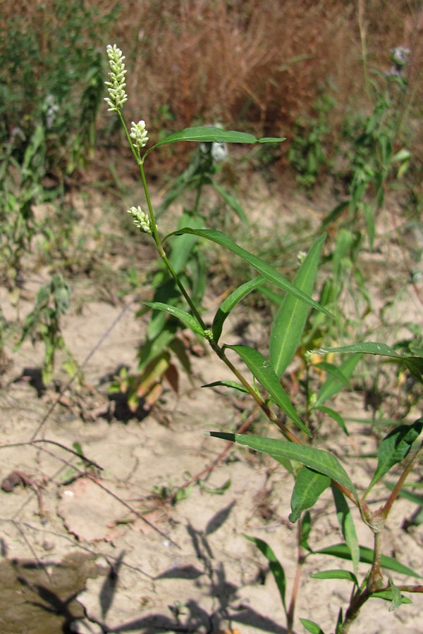 Изображение особи Persicaria &times; hervieri.