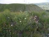 Dianthus fragrans