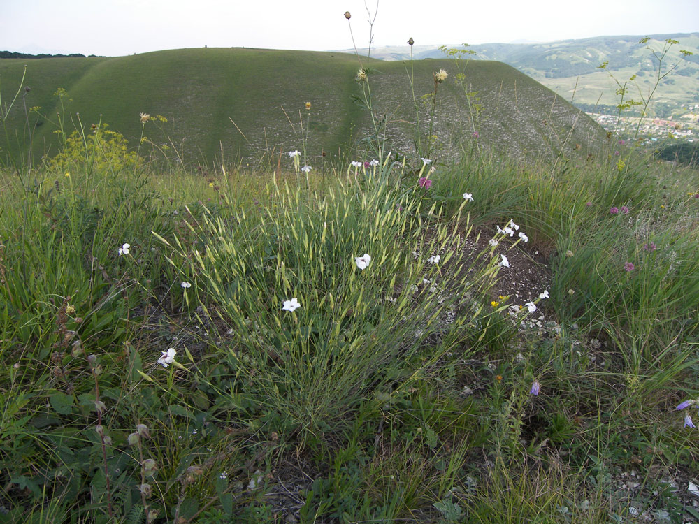 Image of Dianthus fragrans specimen.