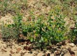 Lepidium perfoliatum. Цветущее и плодоносящее растение. Казахстан, Джамбульская обл., южнее оз. Балхаш. 13.05.2011.