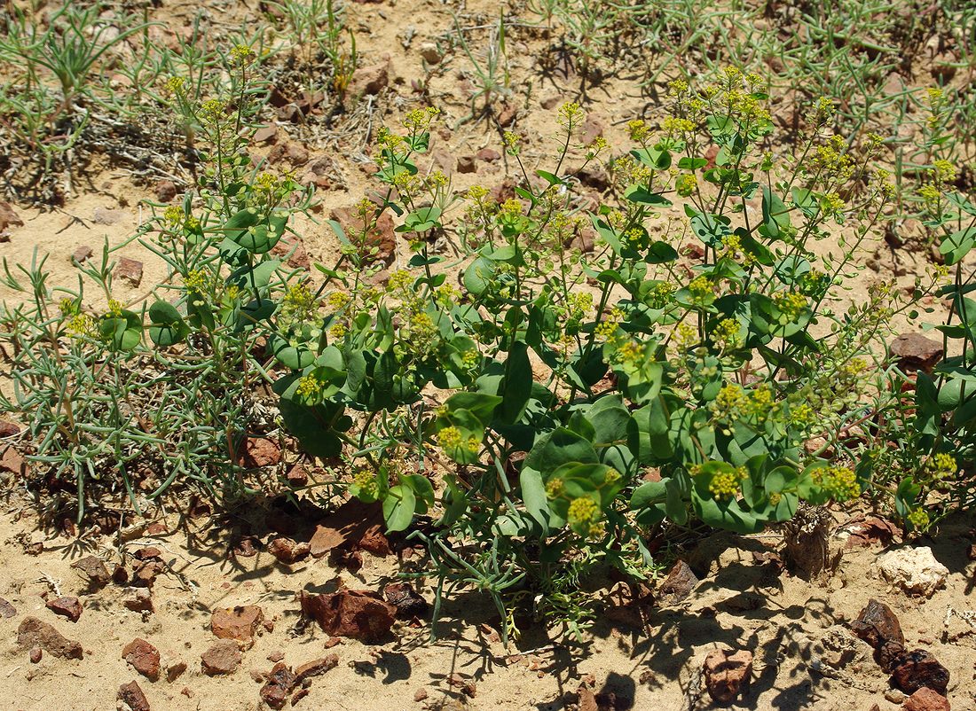 Изображение особи Lepidium perfoliatum.