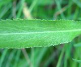 Achillea cartilaginea. Часть листа с точечными желёзками. Тверская обл., Весьегонский р-н, окр. дер. Беняково, берег залива Рыбинского вдхр. по р. Сёбла. 24.07.2011.