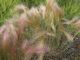 Hordeum jubatum