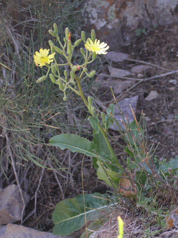 Изображение особи Steptorhamphus crassicaulis.