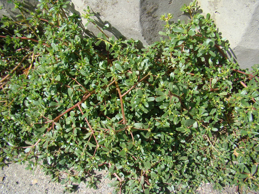 Изображение особи Portulaca oleracea.