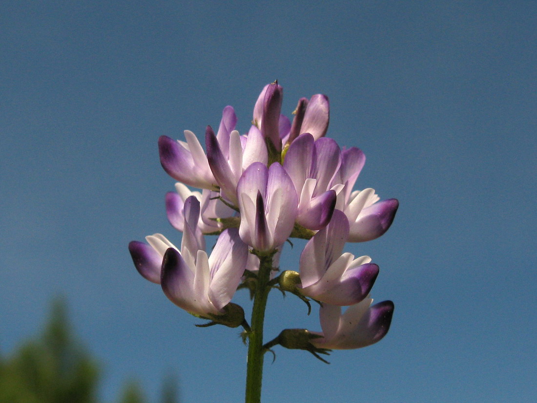 Image of Astragalus alpinus specimen.