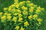 Euphorbia lingulata. Цветущие растения. Московская обл., дачный участок. 30.05.2008.