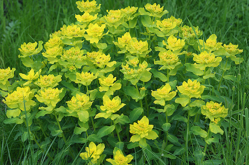 Image of Euphorbia lingulata specimen.