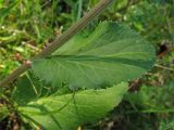 Eryngium planum. Стеблевой лист. Украина, Львовская обл., луговой склон. 2 сентября 2008 г.