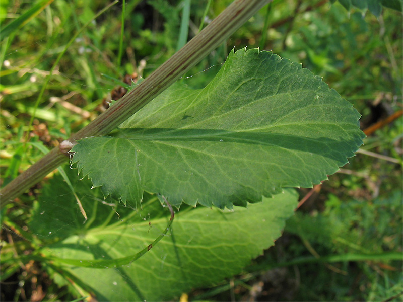 Изображение особи Eryngium planum.