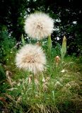 Tragopogon dubius subspecies major