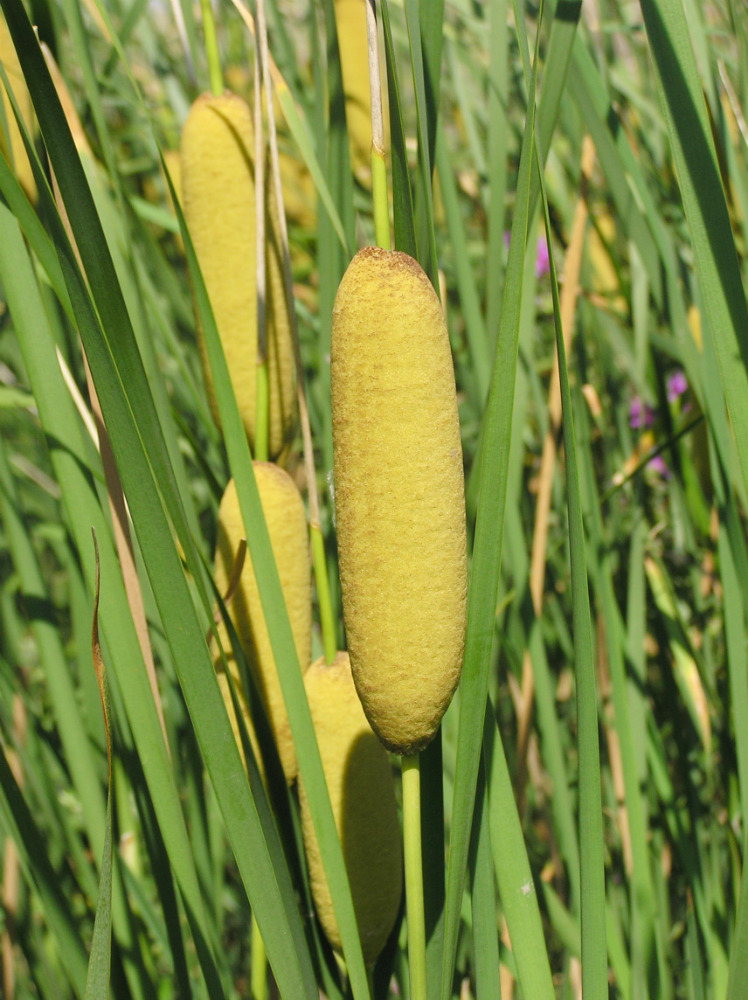 Image of Typha tichomirovii specimen.