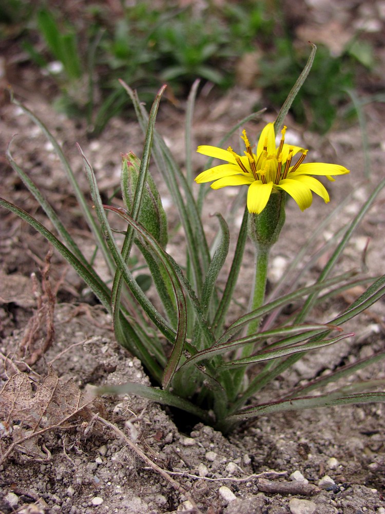 Image of Scorzonera mollis specimen.