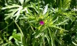 Geranium dissectum