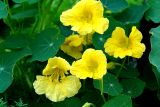 Tropaeolum majus. Цветки (возможно, гибрид с Tropaeolum peltophorum). Московская обл., дачный участок. 27.06.2006.