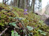 Soldanella montana