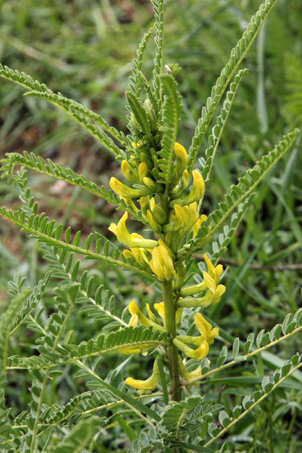 Изображение особи Astragalus turkestanus.