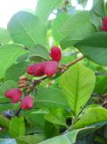 Lonicera fragrantissima