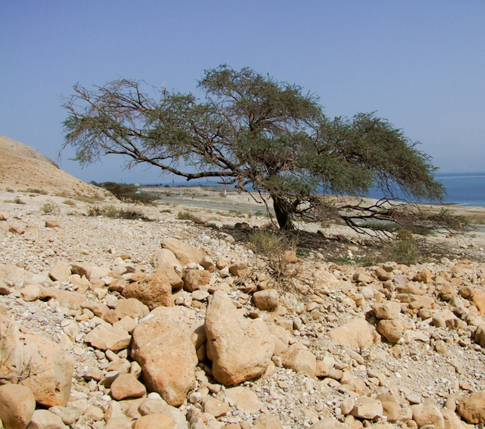 Изображение особи Vachellia tortilis ssp. raddiana.